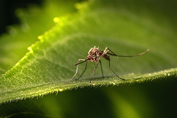7 tips tegen muggen